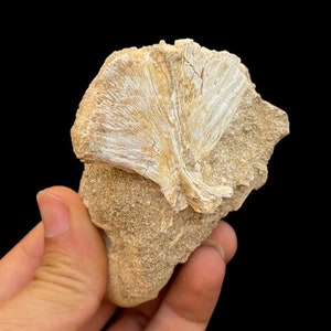 2.2&quot; Fossil Fish (Enchodus) Hypural Bone in matrix (Tailbone) from Cretaceous Age, Morocco
