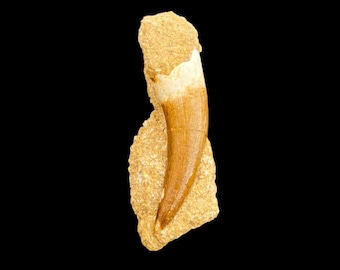 Great quality Plesiosaurus Tooth in matrix (Zarafasaura oceanis) Upper Cretaceous Age Phosphate Deposits, great dinosaur tooth