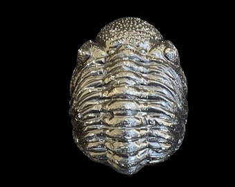 Rare Trilobite Reedops fossil Phacopidae Devonian Trilobiten from Morocco