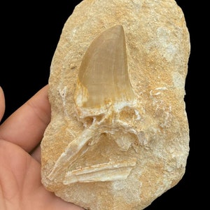 Bellissimo dente di Mosasauro con un bel colore e alcune ossa originali del Marocco, fossili di Dino, dente di rettile