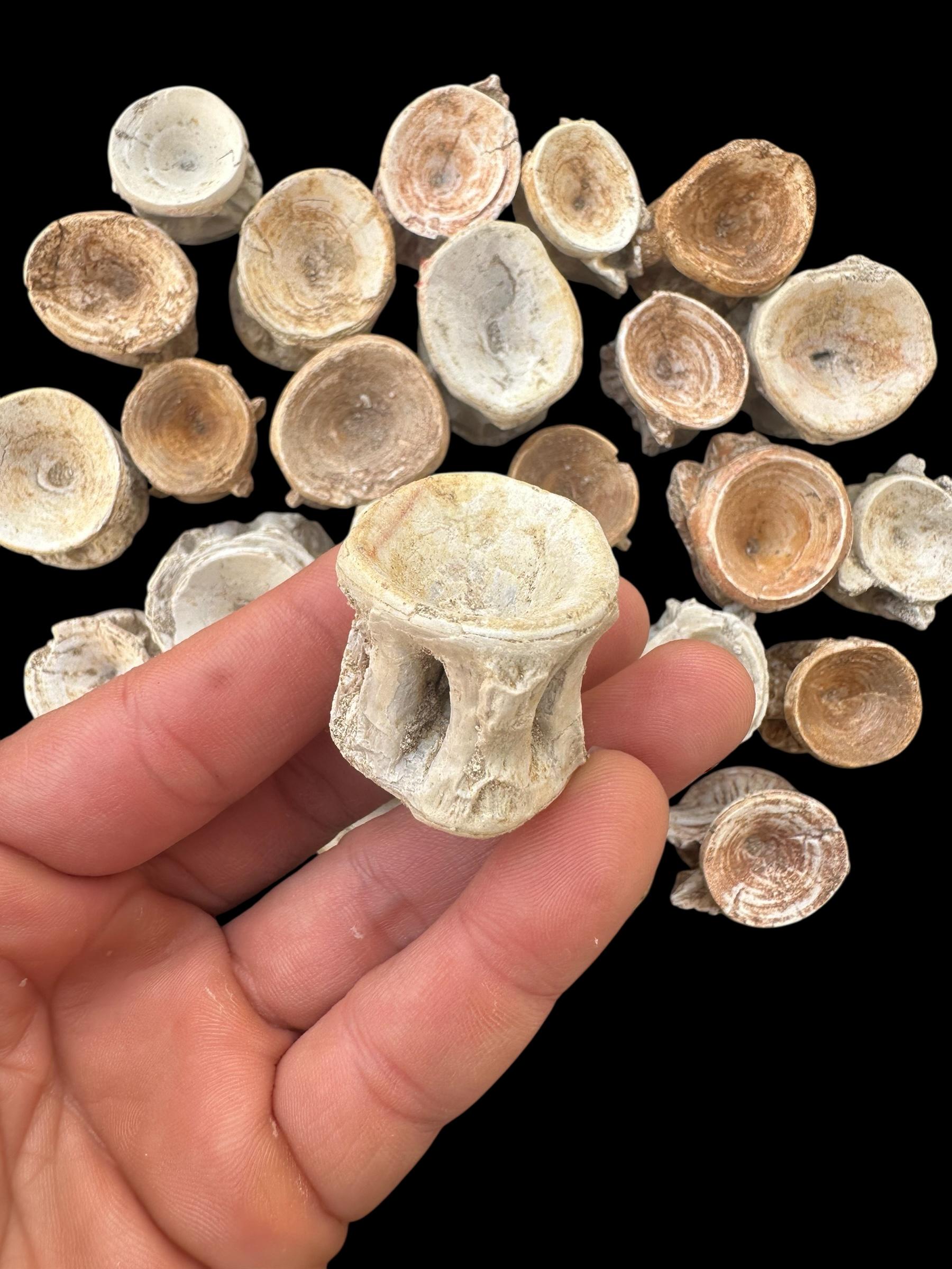 モロッコ産 エンコドゥスの椎骨化石 エンコドゥス椎骨化石20個 – モロッコ産白亜紀魚類骨 – 天然海洋化石