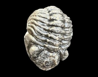 ファコプスA級化石三葉虫 – タブーマクルフ層、アイフェリアン期