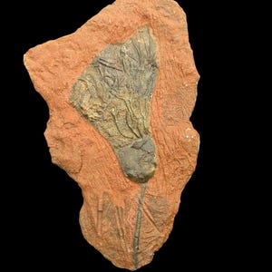 Incredibile fossile di giglio marino crinoide marocchino - Una finestra sui mari preistorici, un fossile raro