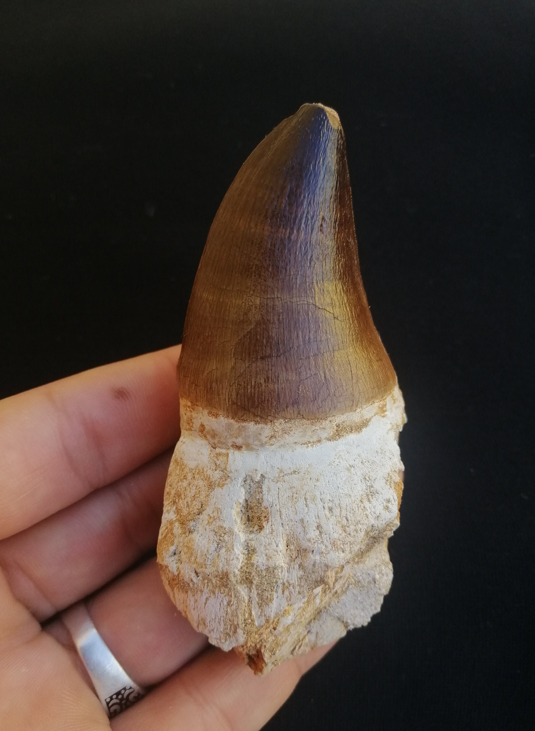 A Huge Mosasaurus Tooth In Its Root From Morocco Fossilized Etsy 