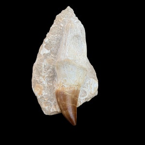 A big Mosasaurus tooth in its root from Morocco, reptile tooth, Fossilized Dino tooth from Morocco