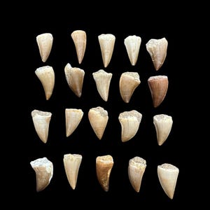 Grandi maestose reliquie: squisita collezione di 20 denti autentici di Mosasaurus
