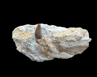 Rare Basilosaurus Tooth in Partial Jaw – Eocene Era Fossil from Morocco