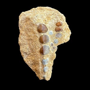 Awesome Pycnodus sp. Fossil Fish mouthplate - cretaceous fish fossil - Authentic Prehistoric Specimen from Khouribga Phosphate Basins