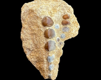 Awesome Pycnodus sp. Fossil Fish mouthplate - cretaceous fish fossil - Authentic Prehistoric Specimen from Khouribga Phosphate Basins