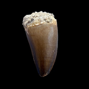 Sweet Mosasaurus Tooth Fossil - Khouribga, Morocco Origin - Big dinosaur tooth reptile tooth from Morocco