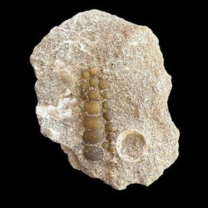Original Pycnodus sp. Fossil Fish mouthplate - cretaceous fish fossil - Authentic Prehistoric Specimen from Khouribga Phosphate Basins