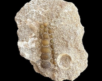 Original Pycnodus sp. Fossil Fish mouthplate - cretaceous fish fossil - Authentic Prehistoric Specimen from Khouribga Phosphate Basins