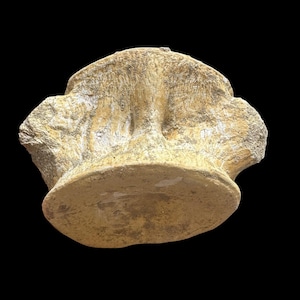Huge Marine Predator Fossil – Genuine Plesiosaurus Vertebra – Authentic Fossil Specimen - Big Dinosaur vertebrae from Morocco