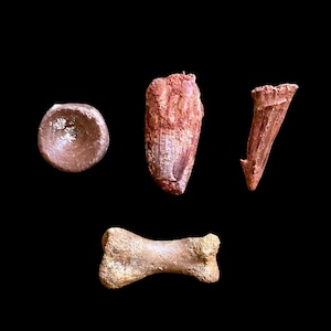 Mixed Fossil Set – Vertebra, Spinosaurus Tooth, Sawfish Fossil & Dinosaur Bone