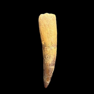 Bel dente fossile di Spinosauro – Icona del Cretaceo – Scoperta in Marocco – Raro fossile di dinosauro vecchio da 112 a 93,5 milioni di anni