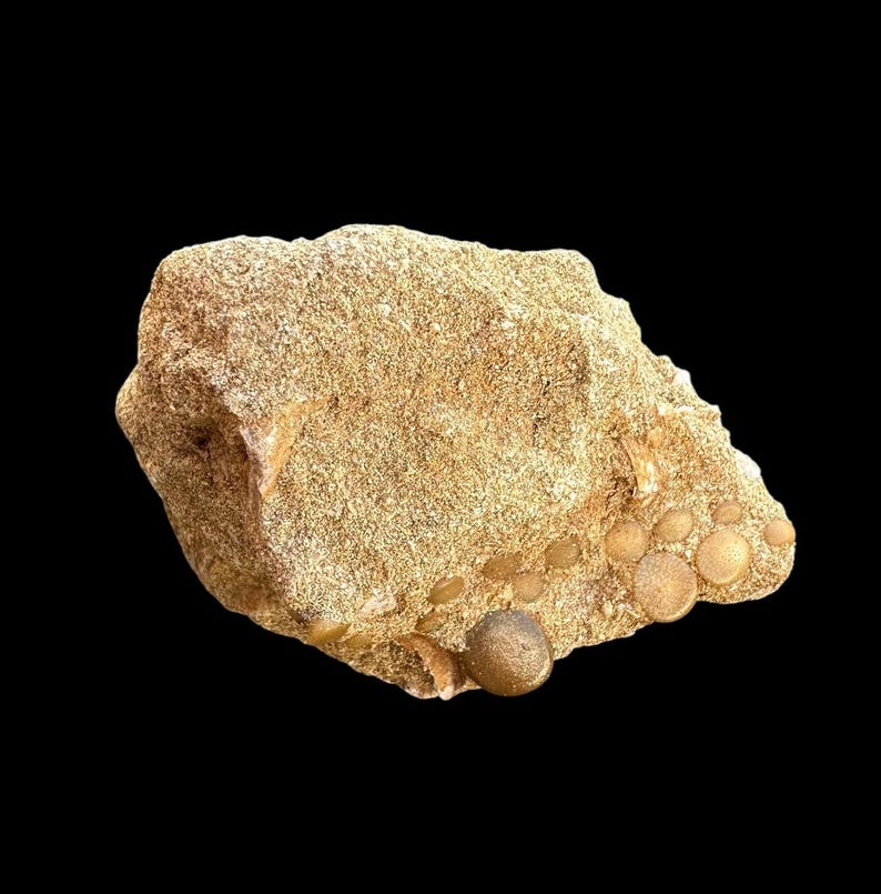 Great Pycnodus Sp. Fossil Fish Mouthplate - Cretaceous Fish Fossil ...