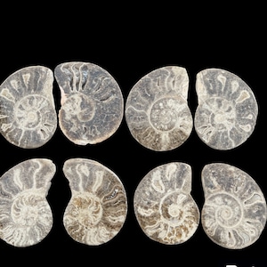 A beautiful pair of FOUR polished ammonite fossil, petrified wood, trilobite fossil, fossilien, fossile, fossil decor