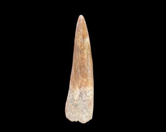スピノサウルスの歯（化石）モロッコ産本物希少 最高級スピノサウルスの歯の化石 – モロッコ 白亜紀の宝物 – モロッコ