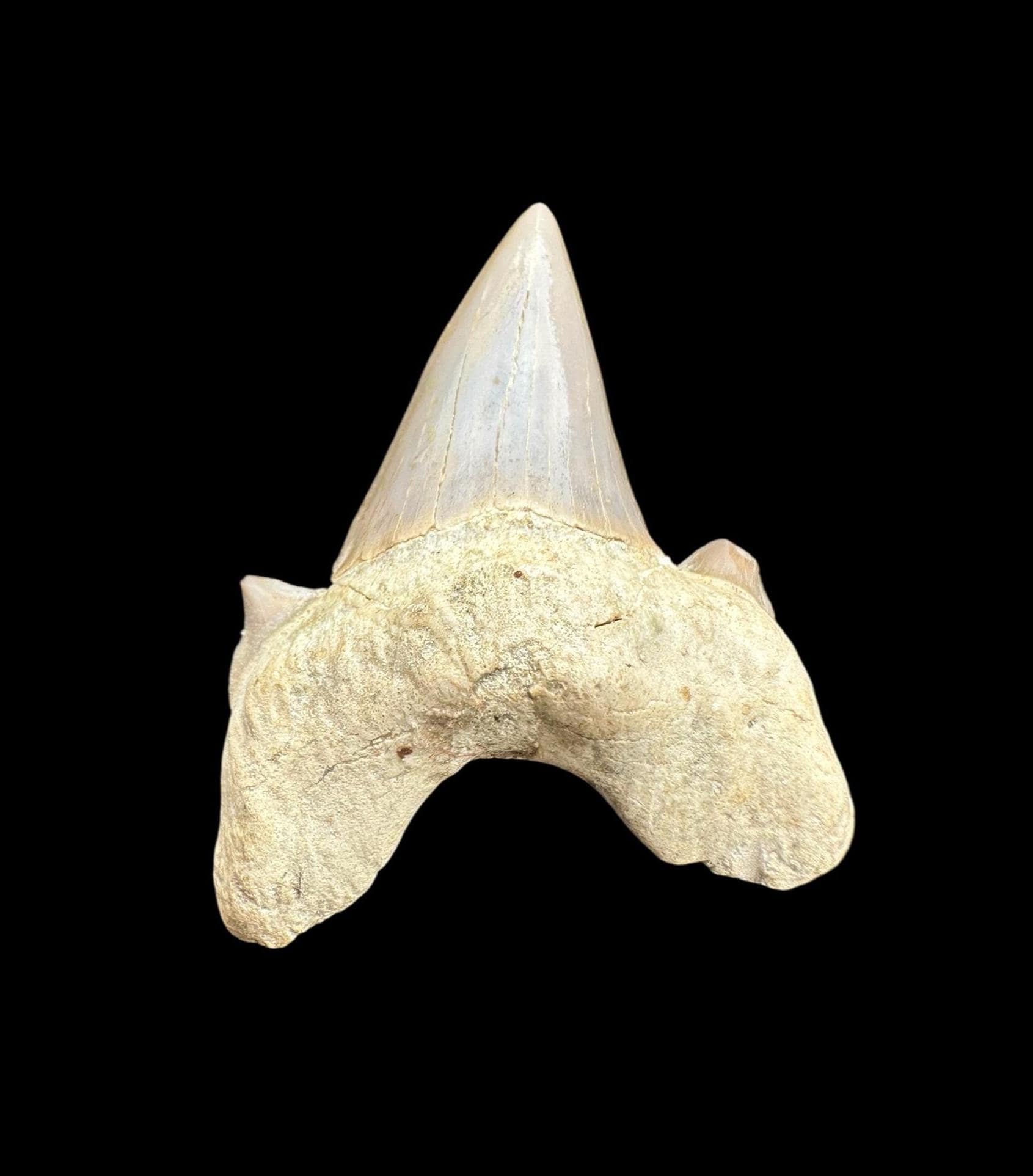 驚くほど珍しい色のオトドゥスサメの歯 - コウリブガの化石の宝物