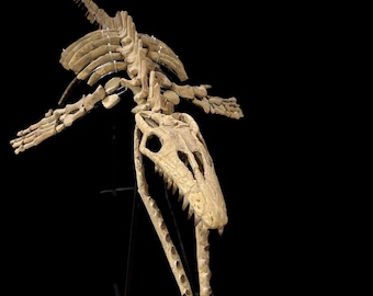 Authentic Mosasaurus Skeleton Fossil from Khouribga, Morocco Available for Sale - natural Mosasaurus skull from Morocco