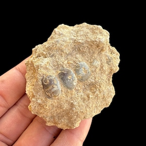 Great Pycnodus sp. Fossil Fish mouthplate - cretaceous fish fossil - Authentic Prehistoric Specimen from Khouribga Phosphate Basins