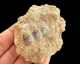 Great Pycnodus sp. Fossil Fish mouthplate - cretaceous fish fossil - Authentic Prehistoric Specimen from Khouribga Phosphate Basins