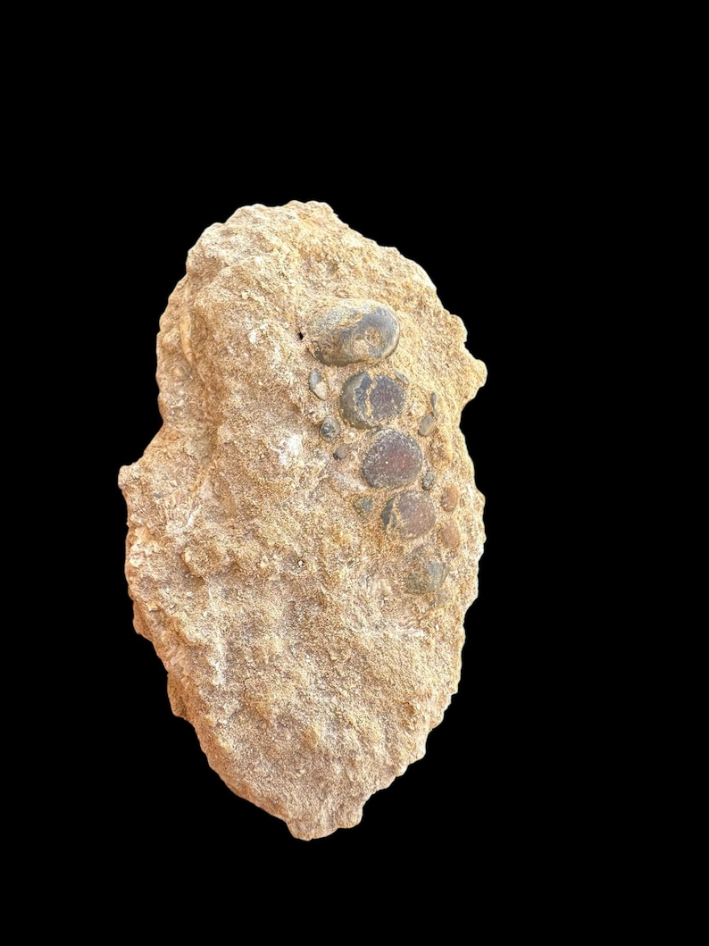 Amazing Pycnodus Sp. Fossil Fish Mouthplate - Cretaceous Fish Fossil ...