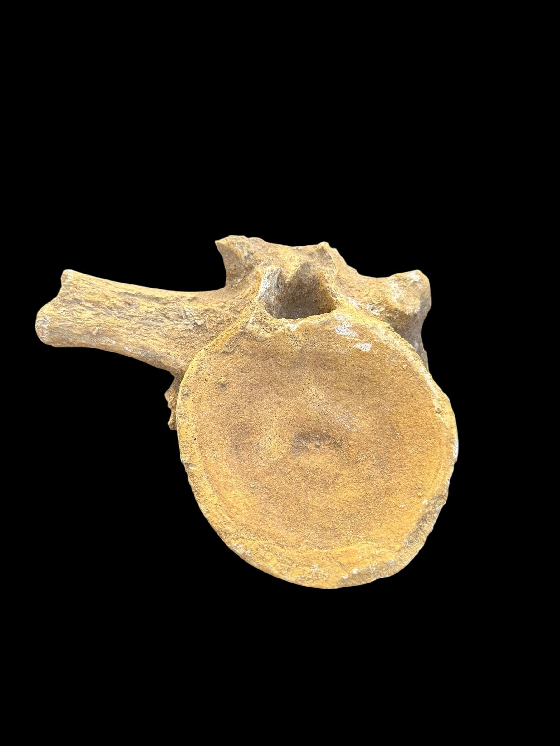 最高品質のプレシオサウルスの椎骨化石 - 先史時代の海生爬虫類