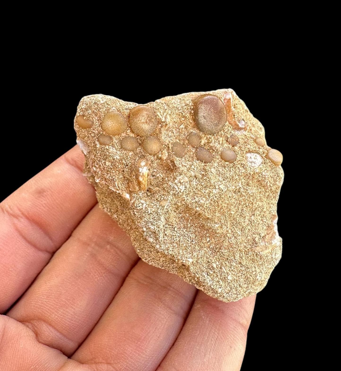 Great Pycnodus Sp. Fossil Fish Mouthplate - Cretaceous Fish Fossil ...
