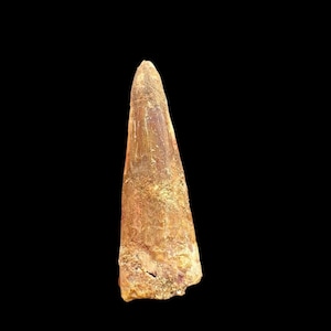 スピノサウルスの歯、実物化石、白亜紀恐竜、1億1200万～9350万年前