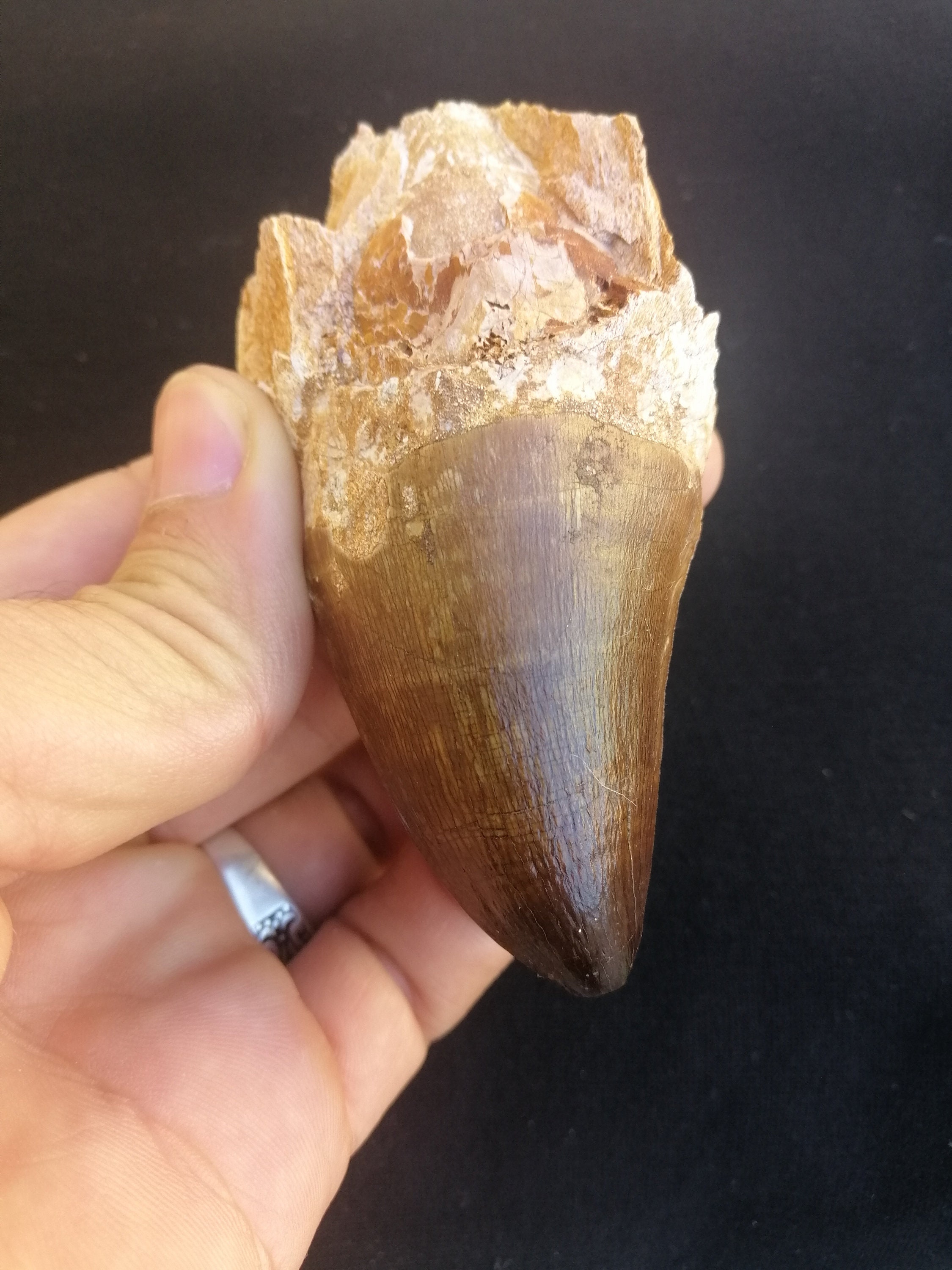 A Huge Mosasaurus Tooth In Its Root From Morocco Fossilized Etsy 