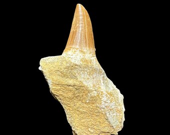本物のモササウルス・ホフマニの歯の化石 – 白亜紀の海生爬虫類 – 恐竜