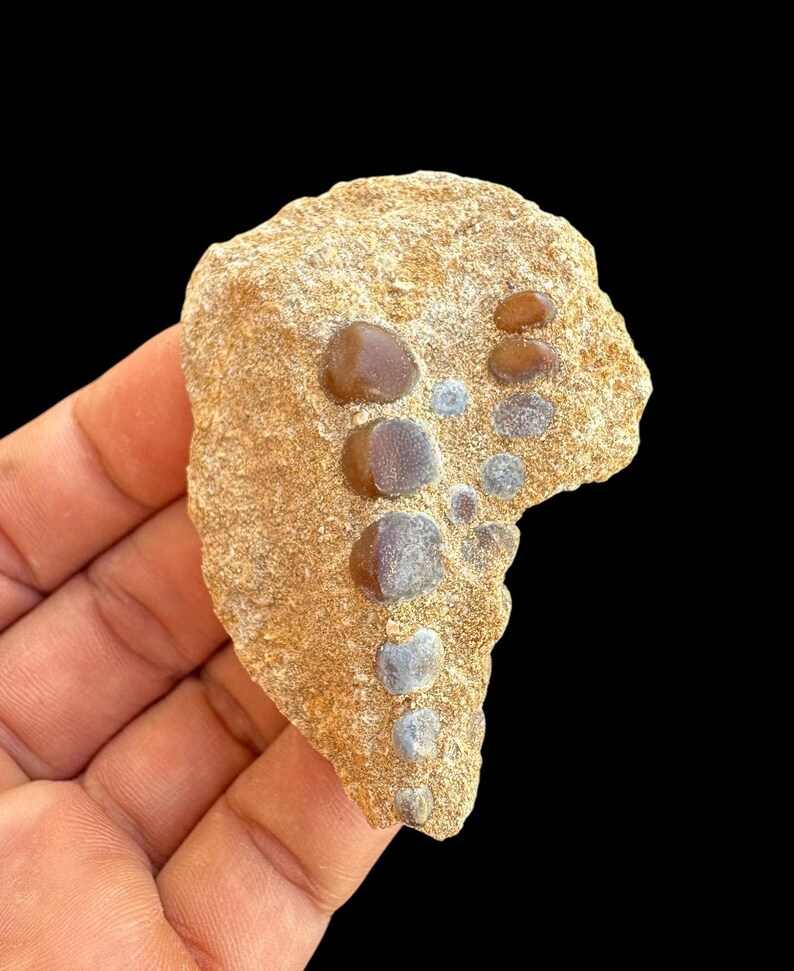 Awesome Pycnodus Sp. Fossil Fish Mouthplate - Cretaceous Fish Fossil ...
