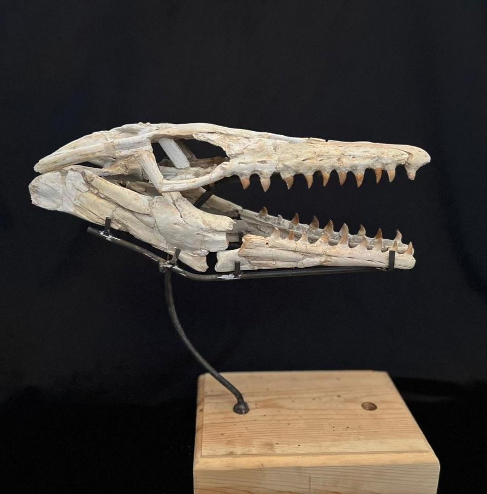 モササウルス　頭蓋骨　化石　レプリカ モササウルス 頭蓋骨 化石 レプリカ 【公式通販】