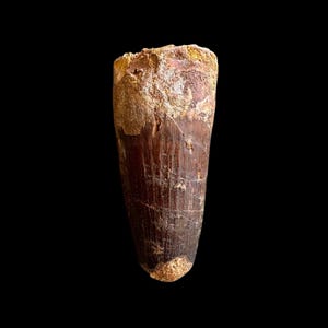 スピノサウルスの歯、実物化石、白亜紀恐竜、1億1200万～9350万年前
