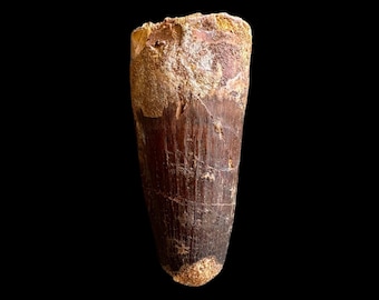 スピノサウルスの歯、実物化石、白亜紀恐竜、1億1200万～9350万年前