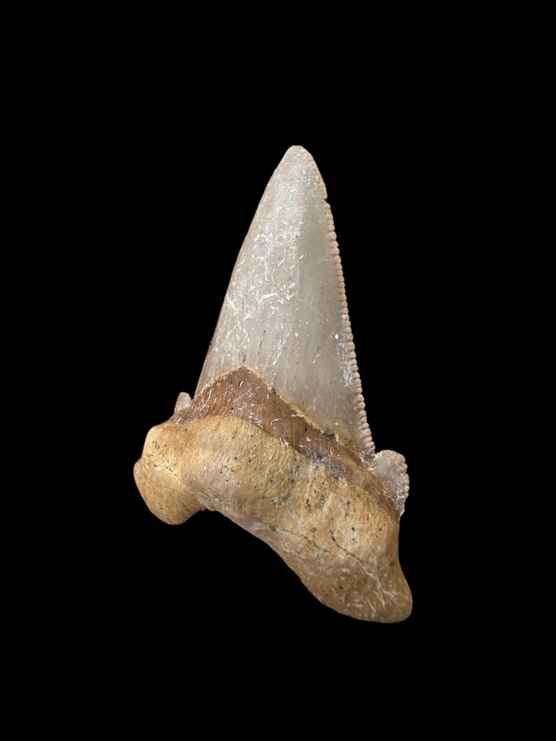 Triangular Fossils Rare Quality Auriculatus Sokolovi Shark Tooth, Dinosaur Tooth From ...