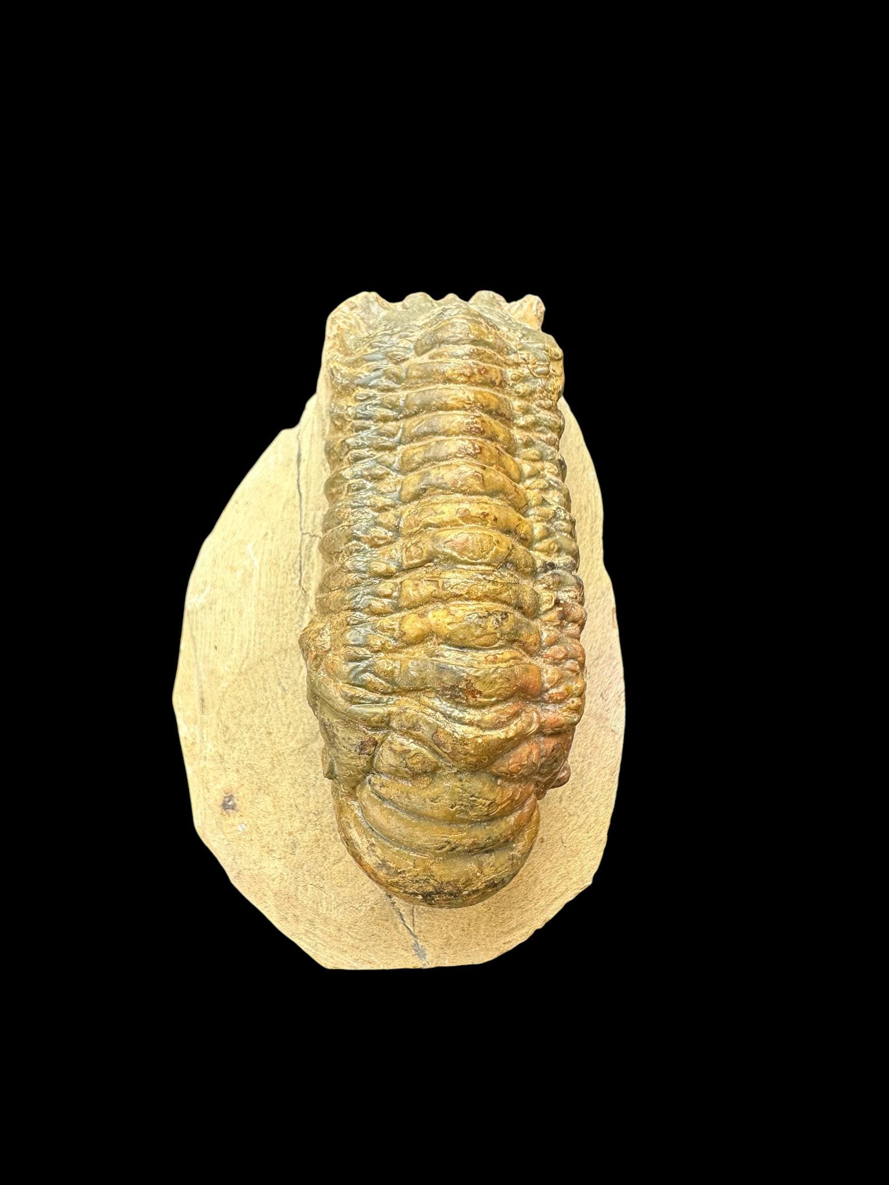 モロッコ産の高品質飛行三葉虫化石：自然史の一部 - Etsy 日本