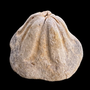Rare Fossilized Clypeaster (Sea Urchin) - Miocene Era - Morocco