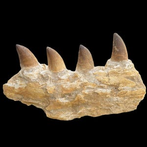 Puede incluir: Una mandíbula fosilizada con cuatro dientes afilados, incrustada en una roca de color marrón claro. Los dientes son de un color marrón más oscuro y tienen una forma puntiaguda.