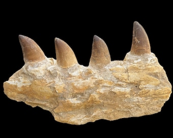 Great Mosasaur Jaw Specimen from Morocco, partial Mosasaurs skull Dino jaw from Morocco