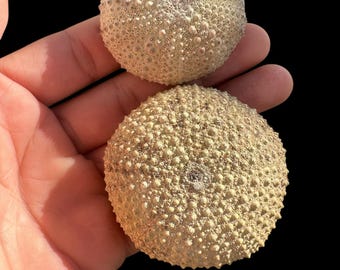 素晴らしい化石ウニ 7 個セット – モロッコ産の本物の先史時代の標本