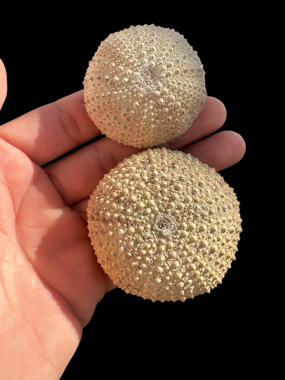 素晴らしい化石ウニ 7 個セット – モロッコ産の本物の先史時代の標本