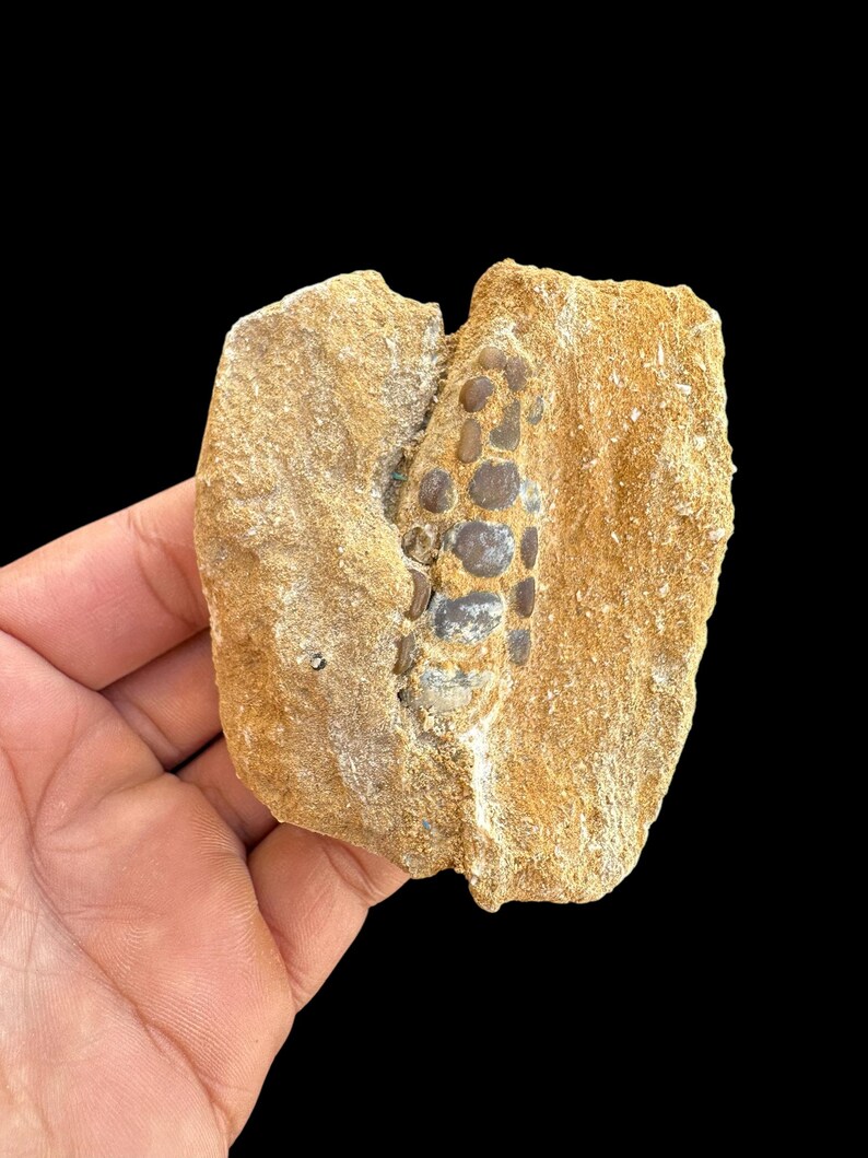 Authentic Pycnodus Sp. Fossil Fish Mouthplate - Cretaceous Fish Fossil ...
