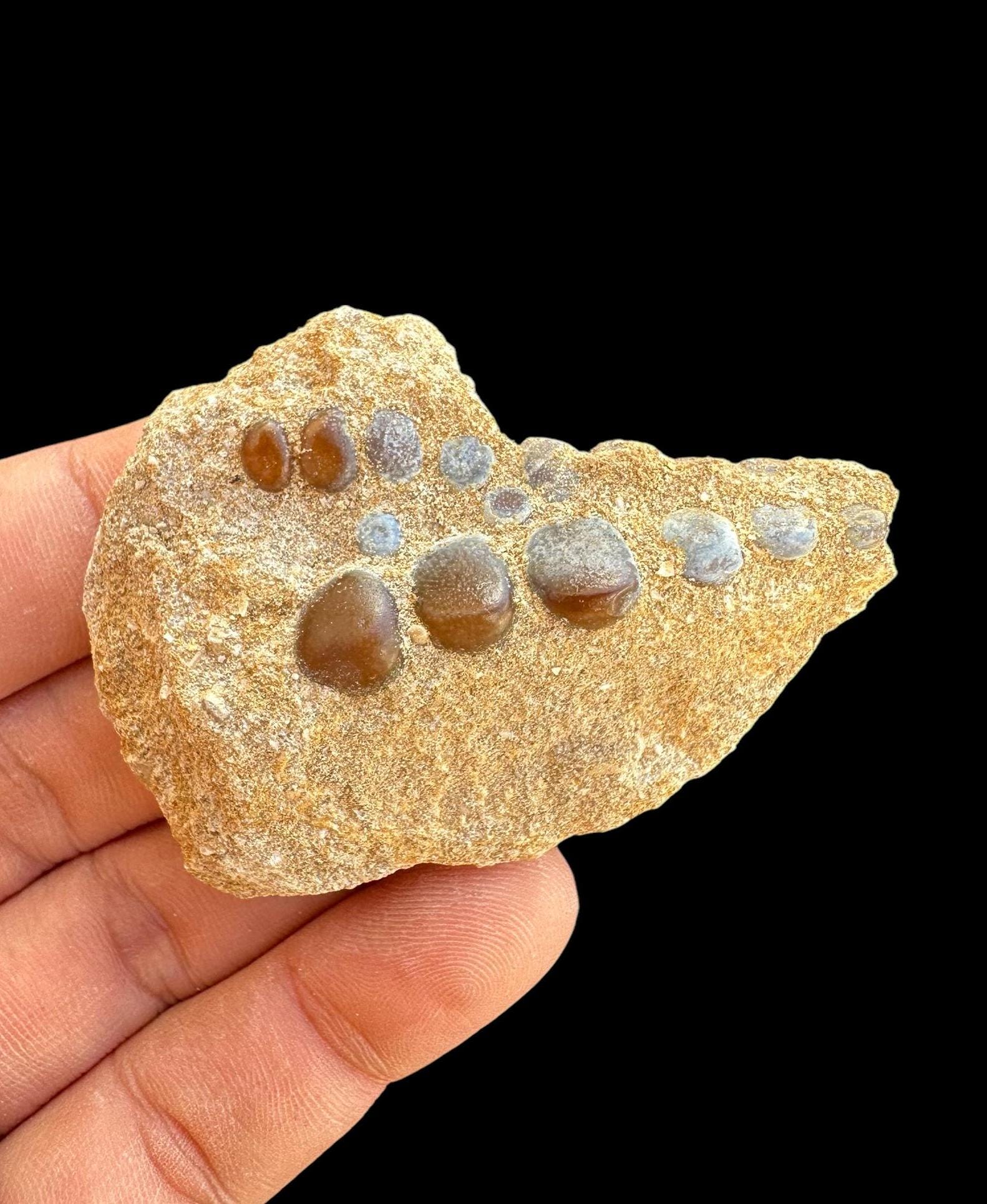 Awesome Pycnodus Sp. Fossil Fish Mouthplate - Cretaceous Fish Fossil ...
