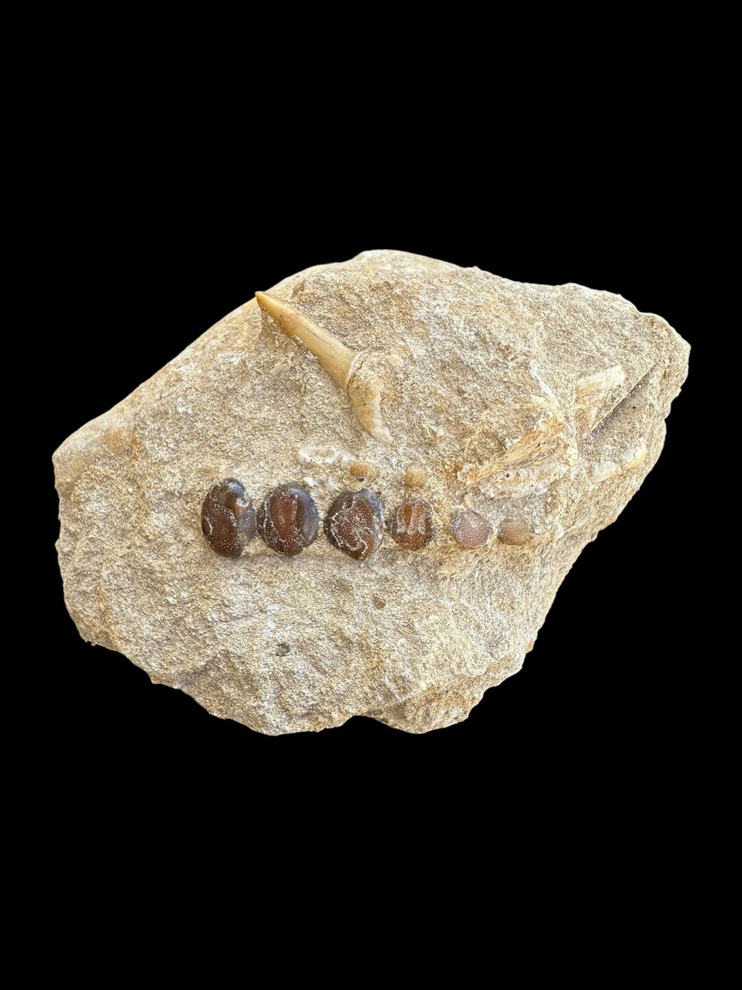 Nice Pycnodus Sp. Fossil Fish Mouthplate - Cretaceous Fish Fossil ...