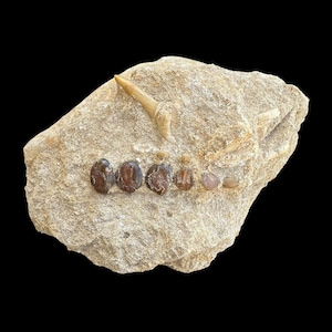Nice Pycnodus sp. Fossil Fish mouthplate - cretaceous fish fossil - Authentic Prehistoric Specimen from Khouribga Phosphate Basins