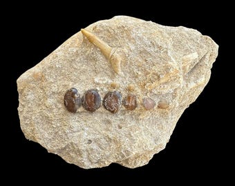 Nice Pycnodus sp. Fossil Fish mouthplate - cretaceous fish fossil - Authentic Prehistoric Specimen from Khouribga Phosphate Basins
