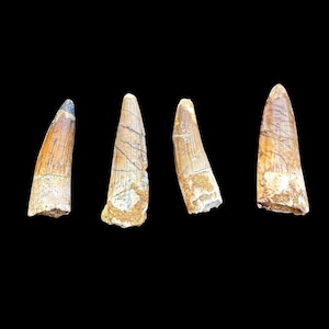 Fascinating set of 4 Authentic Spinosaurus Dinosaur Teeth– Fossil Collector&#39;s Dream, Cretaceous Dinosaur tooth 112 to 93.5 million years old