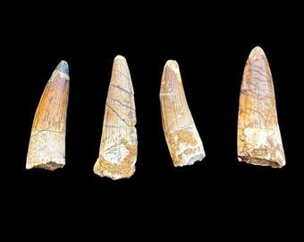 鑑定書付き　スピノサウルス　歯　化石　本物 5.5インチ スピノサウルスの歯の化石 – 鑑定書付き本物の白亜紀遺物